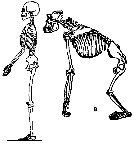 Шимпанзе передняя конечность. Прямохождение скелет. Скелет человека и примата. Скелет шимпанзе и человека. Отличия скелет человека.